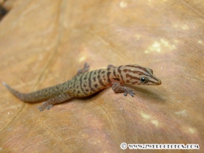S_oliveri_female.jpg