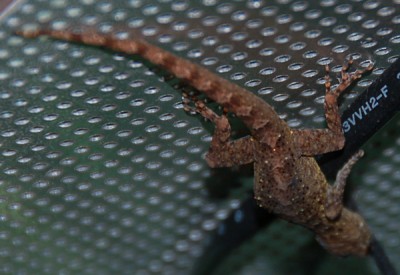 gecko1.jpg