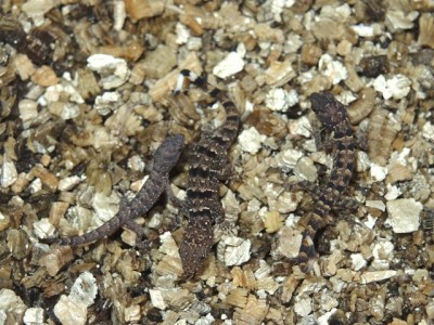 Gonatodes hatchlings.jpg