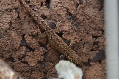Lygodactylus XX.jpeg