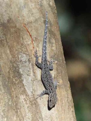 Lygodactylus_Victoria_Falls_01.JPG