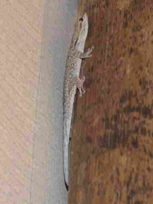 Lygodactylus_Ghoha_Hills_01.JPG