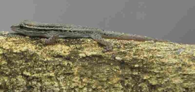 Lygodactylus_Bazaruto_02.JPG