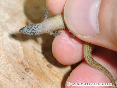 S_macrolepis_hybrid_ventral.jpg
