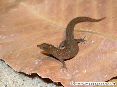 sphaerodactylus_argus_female.jpg