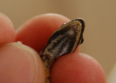 DSC_0408dg.JPG