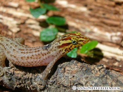 S_macrolepis_blueeyes.jpg