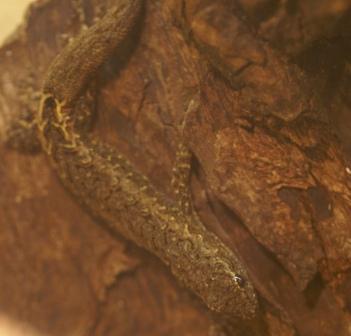 L.pictus3.JPG
