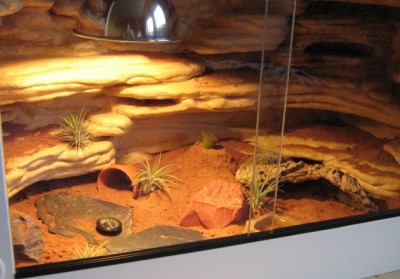 Kopie von Geckos 30.10.09 006.jpg