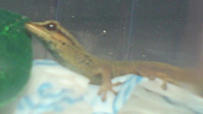 willi-w-1.jpg