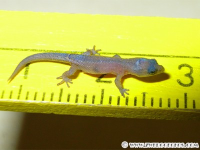 Sphaerodactylus_nicholsi_hatchling2.jpg