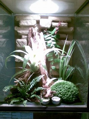 Sp. nigropunctatus Terra.jpg