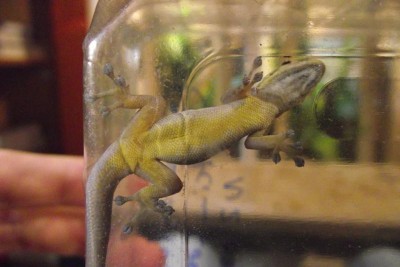 Gecko mitte.JPG