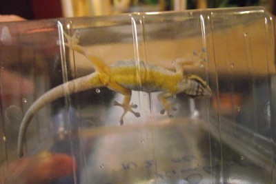 Gecko vorne.JPG
