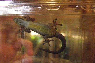 Gecko links.JPG