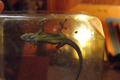 Gecko oben.JPG