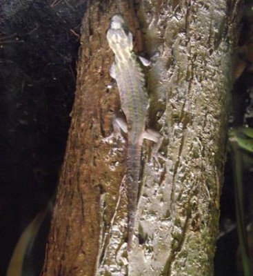 DSCF1610.JPG