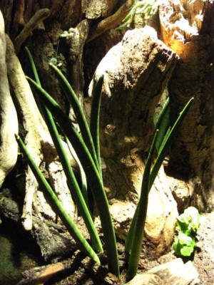 Port Sanseveria.JPG
