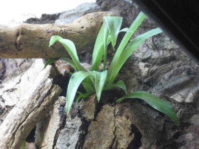 Port Chlorophytum.JPG