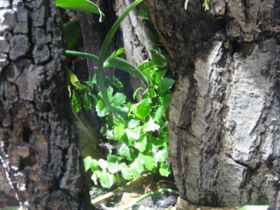 Port Ficus.JPG