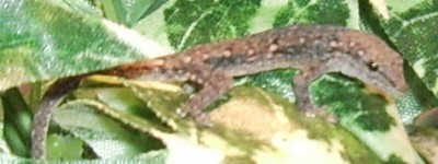 gecko.jpg