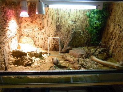 Saurodactylus.jpg