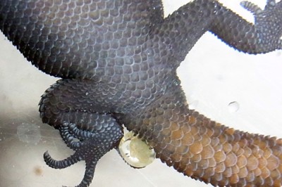 Subadult 2.JPG