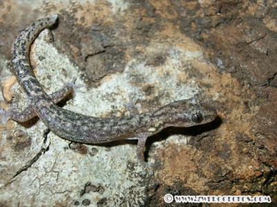 female2.jpg