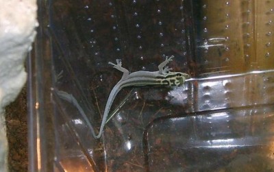 Lygodactylus kimhowelli2.JPG