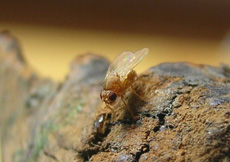 Drosophila hydei (Gold)