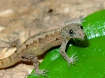 Gonatodes machelae (Female)