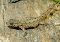 Gonatodes machelae (Female)