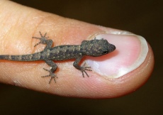 Gonatodes machelae (Hatchling)