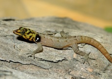 Gonatodes machelae (Male, reticulated head)