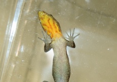 Gonatodes machelae (Male, solid yellow head)