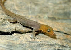 Gonatodes machelae (Male, solid yellow head)