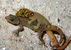 Gonatodes machelae (Mating)