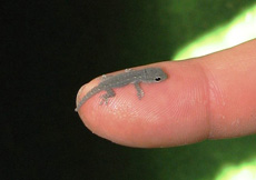Lygodactylus picturatus (Juvenile)