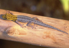 Lygodactylus picturatus (Male)