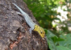 Lygodactylus picturatus (Male in habitat, Sansibar)