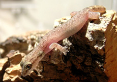 Hemiphyllodactylus typus (Female)
