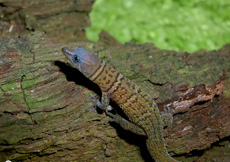 Sphaerodactylus scaber (Female)