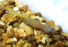 Sphaerodactylus scaber (Hatchling)