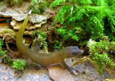 Sphaerodactylus scaber (Juvenile)