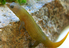 Sphaerodactylus scaber (Male)