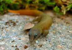 Sphaerodactylus scaber (Male)