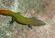 Sphaerodactylus scaber (Male)